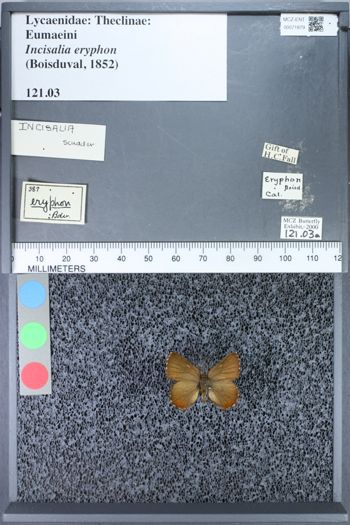 Media type: image;   Entomology 71879